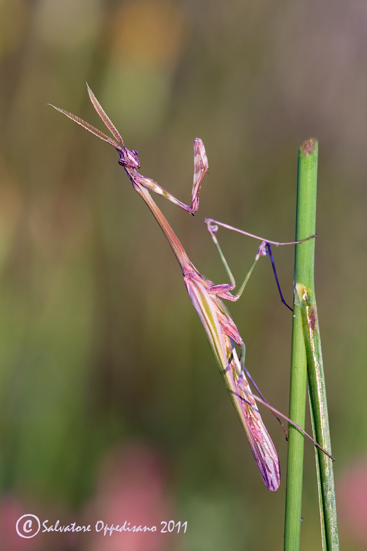Empusa pennata
